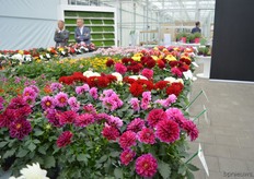 The Dahlia Medio is a new line of Beeknenkamp.