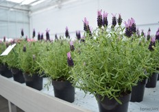 The Lavendula Stoechas is a new line in three colors (purple, pink and lilac)of Beekenkamp.