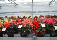Beekenkamp added 4 new varieties to the Begonia Eliator series.