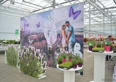 The Lavendula Stoechas was well represented.