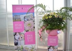 The Rosanno Princess Charlotte. This chrysanthemum is linked to the British Princess Charlotte. In the UK, Waitrose donates 50 pens per plant and Deliflor donates 50 percent of their royalty income to the East Anglia's Children's Hospices. On the photo the cut chrysantemums.