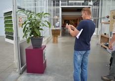 The GineTato of Beekenkamp received a lot of attention during the FlowerTrials.