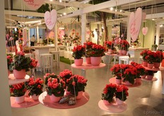 The Evi Begonia of Beekenkamp.