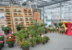 W. v.d. Haak was also showcasing its vegetable varieties at P vd Haak.