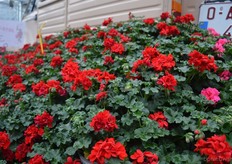 The Alexandra of P vd Haak is an early flowering pelargonium. According to Perry van der Haak, this variety is suitable for large retail orders.