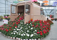 The white pelargonium on the photo is currently being tested. It has white flowers and dark foliage.