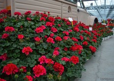 Nancy of P vd Haak. This new pelargonium has a more rounder plant habit and has a longer shelf life in the chain.