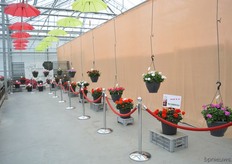 The Precommercials of P vd Haak.