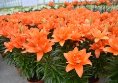 The new double flowers lily of Lily Looks.