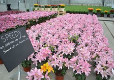 Speedy of Lily Looks. This is an oriental lily at the speed of an Aziatic lily.