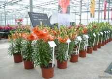 The Mini Martagon types of Lily looks.