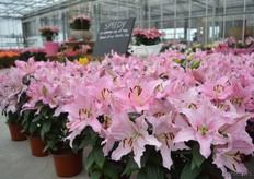 Speedy of Lily Looks. This is an oriental lily at the speed of an Aziatic lily.