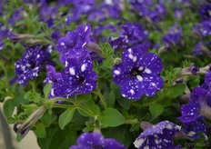 The Nightsky of Selecta One. It is not a new variety, but according to Ton de Bresser, it is a very popular variety.