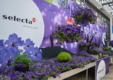 The Petunia Nightsky well promoted.