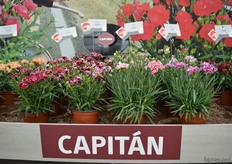 The Capitan of Selecta One. The stems are a bit longer. So, the consumer can harvest the flowers themselves and use it as a cut flower in a vase.