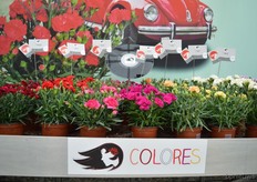 The Colores of Selecta One. This is a new line with large flowers and strong colors.