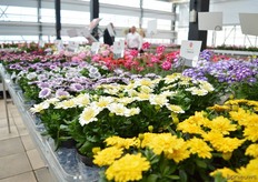 The 3D Osteospermum of Selecta One. All Osteospermums in this series are double flowered.