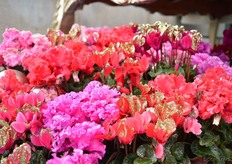 The Christmas Cyclamen of Schoneveld Breeding.