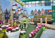 Here, Schoneveld breeding presents the cyclamen as autumn product suitable for the garden. These cyclamen are winter hardy (minus 2-3 Degrees Celcius).