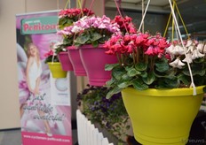 Looking at the same product differently. Schoneveld Breeding also does this with the Super Serie Petticoat. This is a cyclamen with a unique flower, it is reminiscent of a billowing skirt.