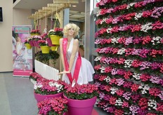Looking at the same product differently. Schoneveld Breeding also does this with the Super Serie Petticoat. This is a cyclamen with a unique flower, it is reminiscent of a billowing skirt.