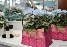 The Make- Upz of Schoneveld Breeding.