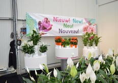 The new varieties of KP Holland.