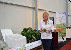 Ans de Jong of AFC supplies cuttings to, among others, KP Holland.