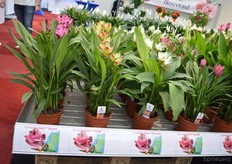 The Curuma Siam Solar of KP Holland. This Curcuma has yellow flowers with a red tip. The foliage has a red vein.