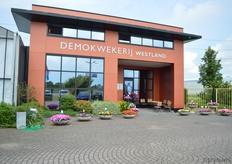 At the DemoKwekerij Westland, Sakata and Van der Bos Flowerbulbs presented their varieties.