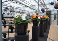 The Majorette Series of Sakata. This is a new series of pot gerbera's. The gerberas are all flowering at the same hight and have large and many flowers.