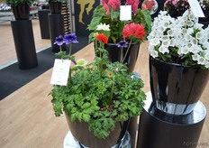 The Anemone Harmony Double of Sakata. Special about this Anemone are the double flowers. The anemone series is available in blue, scarlet and white.