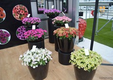 The 7 new colors in the Petunia Shikku collection of Sakata.