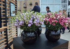 The Lisianthus Rosita Lavender of Sakata. This is a new color in the Rosita series.