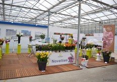 Van der Bulb Flowerbulbs.