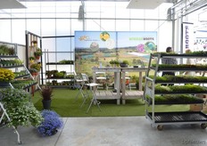 African Roots also presented its varieties during the FlowerTrials at the Demokwekerij.