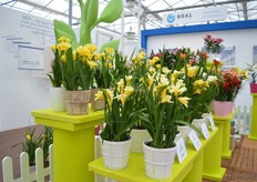 The two genetical short lines of Freesias of Van der Bos Flower Bulbs; the Nano (the shortest, on the left on the photo) and the Lovely line (on the right).