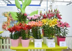 The genetic shorter potlily lines of Van der Bos Flowerbulbs.