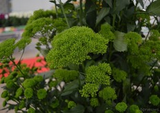 The Briba Green of Armada.