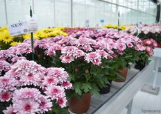 The Cesar of Armada.