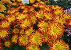 This new variety of Armada is still being trialed.