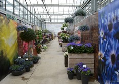 At the production facility of Moerheim New Plant, a set of other breeding companies were presenting their assortment. Amond them Butterfly Garden, Cohen, Hishtil, Dalina Breeding, Young Flowers, Prudac and Jaldety. Besides, different other companies and growers got some place assigned to present themselves.