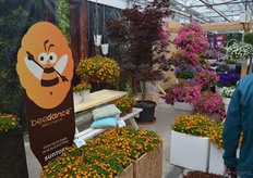 "The Breedance has proven a record breaking introduction. Egtberts: "We never sold so many of the same variety in one year!"