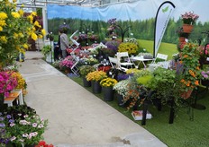 View on part of the presentation of Channel Island Plant.