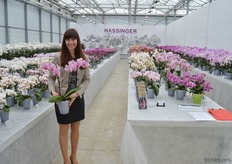 Iris Hassinger leads us on a tour through through the Hassinger assortment. Mainly compact varieties with huge petals growing closely together and, on the other hand, small varieties with lots of branches and flowers are much wanted these days - and therefore take centre stage in the company's breeding program.