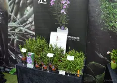The Panama Orchid was awarded a price for best market introduction at the IPM Essen, back in January.