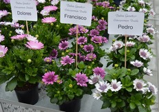 Among the many novelties at Young Flowers and Dalina Genetics, this is a remarkable one: an Osteo that doesn't close at night!