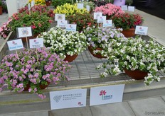 In the Bacopa Secrets series, a variety of new colors has recently been introduced.