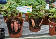 Sweet potatoes and other edible plants with ornamental value are hot these days, a trend Hishtil is not missing out on!