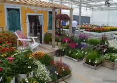 Gertjan Sosef van Ammerlaan Sosef is one of the Deep Purple celosia growers of Royal van Zanten. On the right Lisanne Fabriek, the creative force behind many of the brands and presentations.